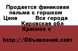 Продается финиковая пальма с горшком › Цена ­ 600 - Все города  »    . Кировская обл.,Красное с.